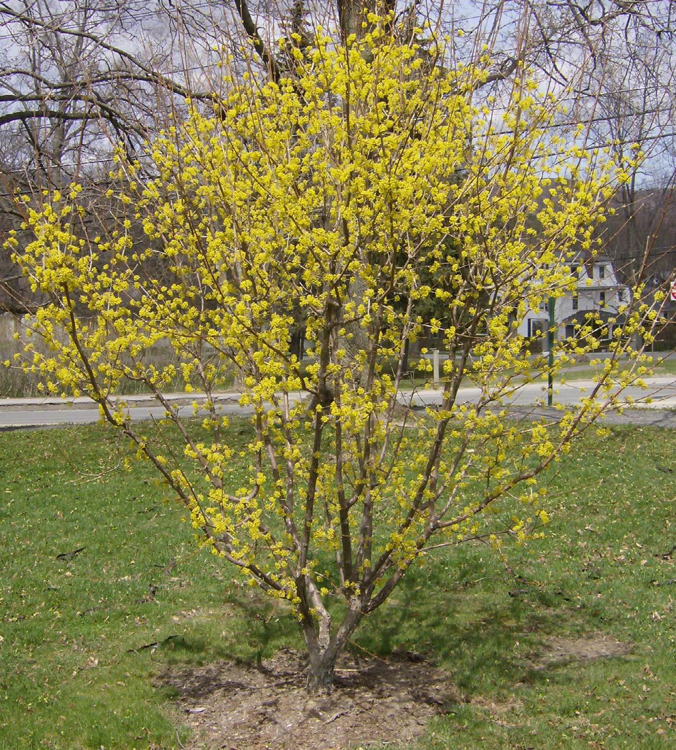 Кизил Cornus mas